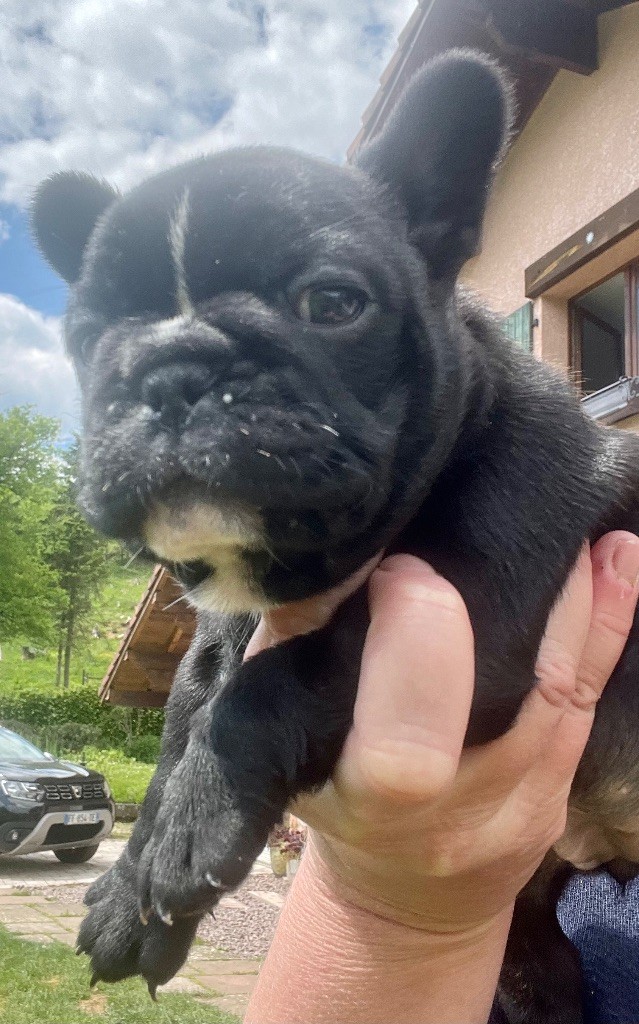 de Puilhery - Chiots disponibles - Bouledogue français