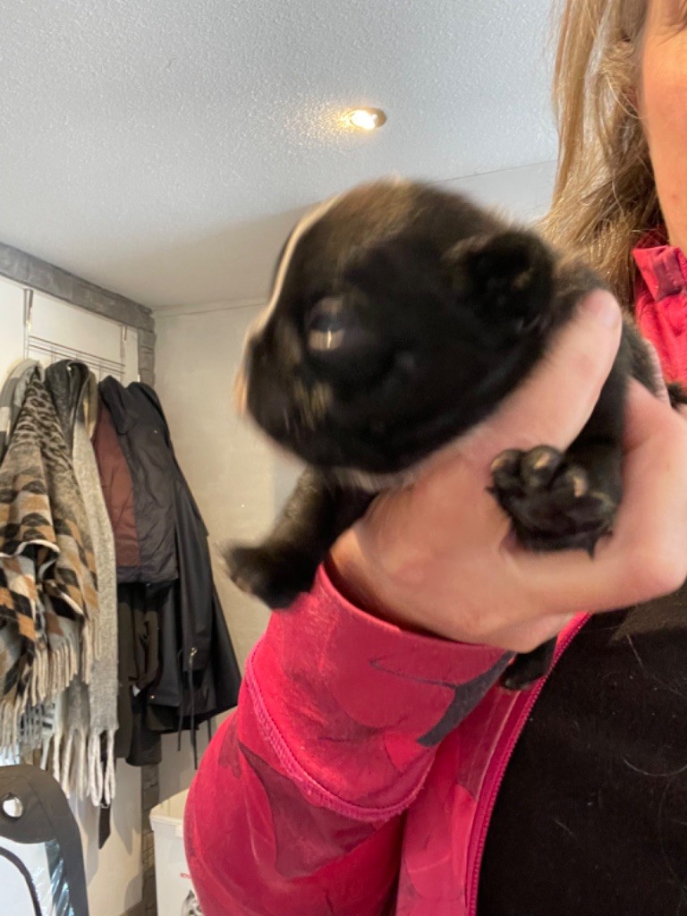 de Puilhery - Chiots disponibles - Bouledogue français