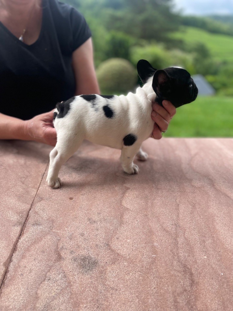 de Puilhery - Chiots disponibles - Bouledogue français