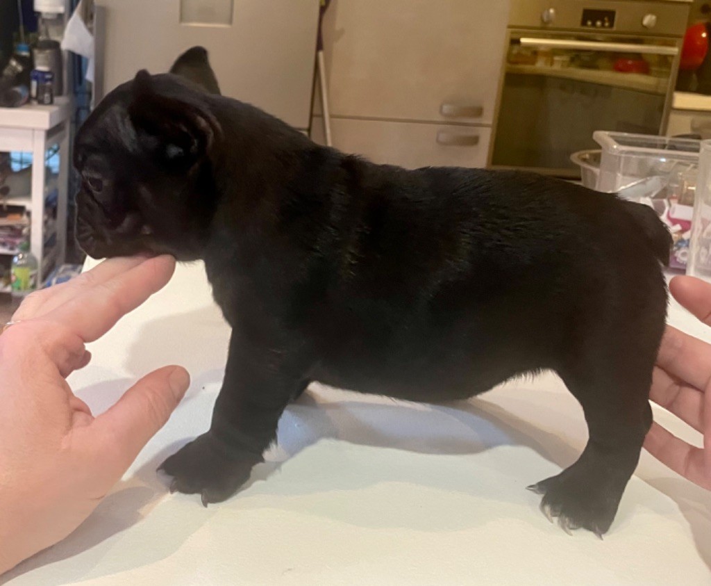 de Puilhery - Chiots disponibles - Bouledogue français