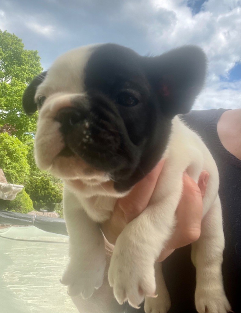 de Puilhery - Chiots disponibles - Bouledogue français