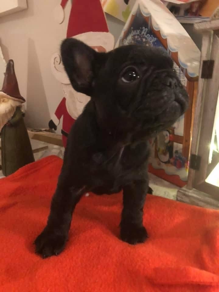 de Puilhery - Chiots disponibles - Bouledogue français