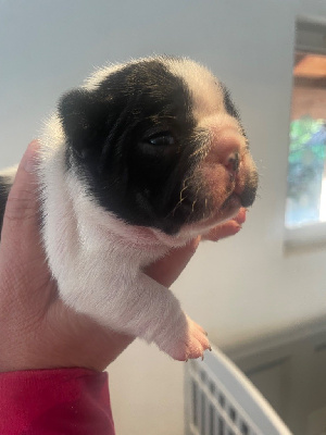CHIOT 1