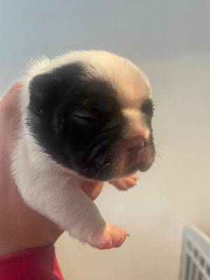 CHIOT 2