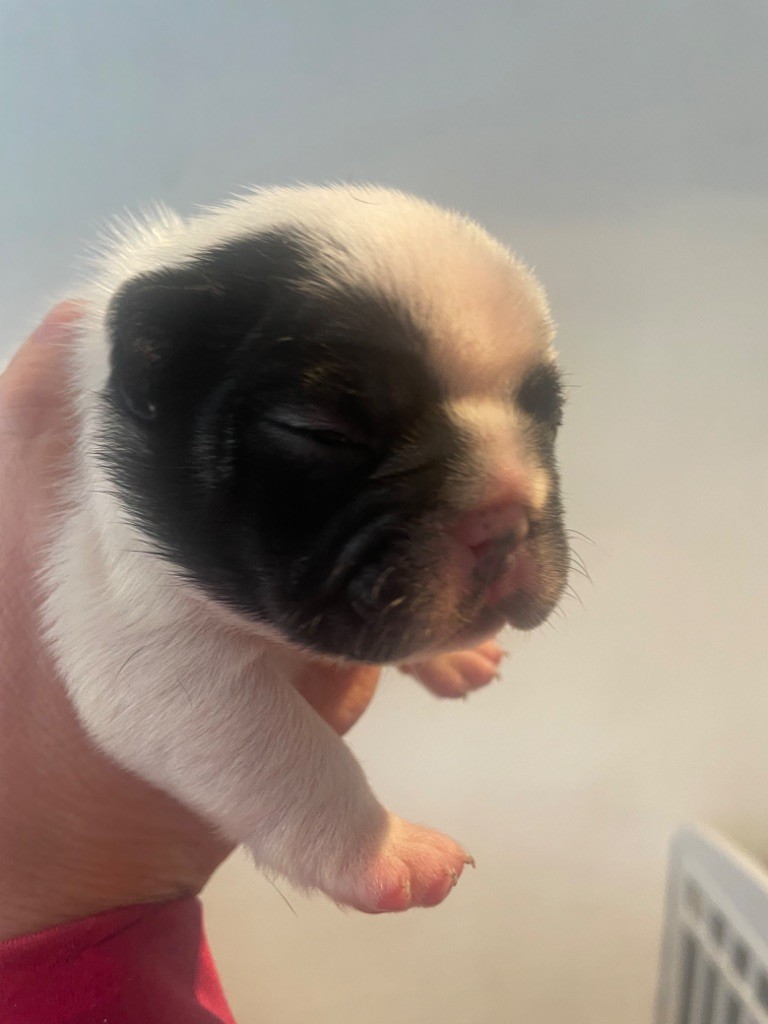 de Puilhery - Chiots disponibles - Bouledogue français