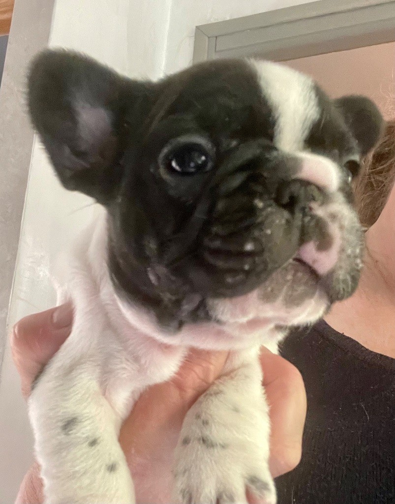 de Puilhery - Chiots disponibles - Bouledogue français