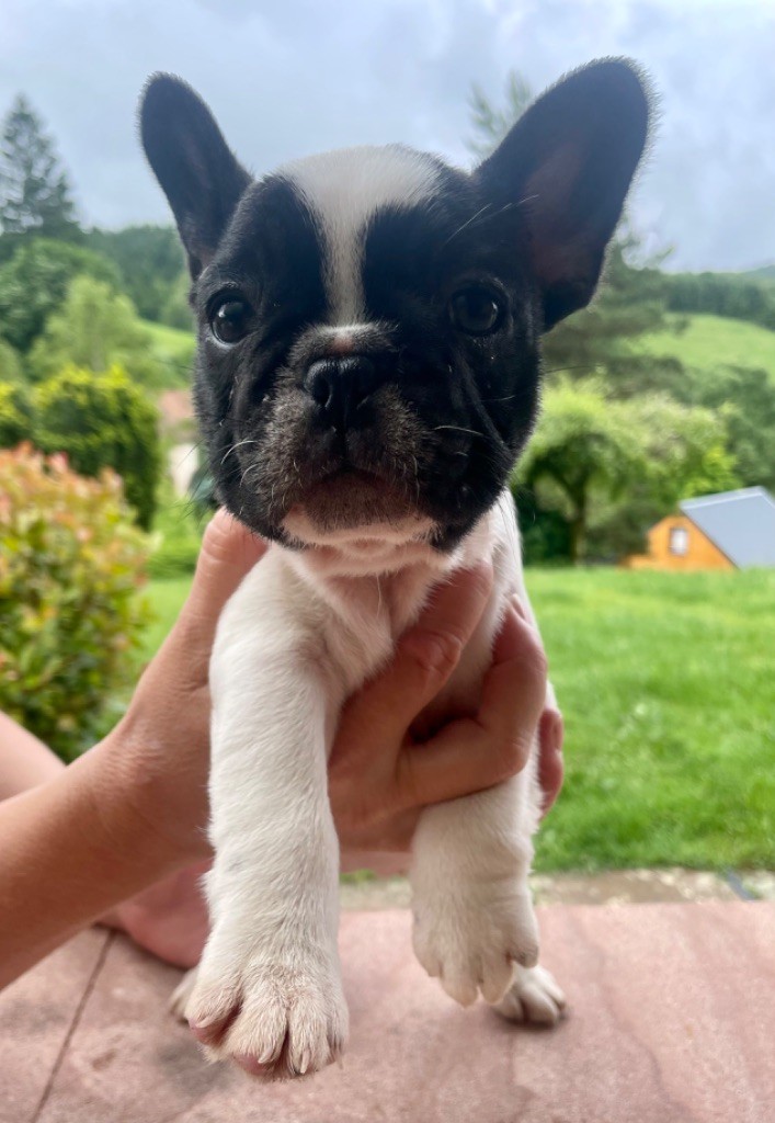 de Puilhery - Chiots disponibles - Bouledogue français