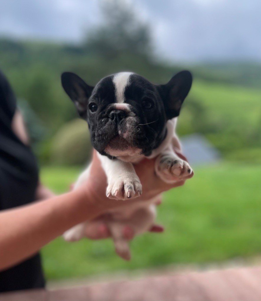 de Puilhery - Chiots disponibles - Bouledogue français