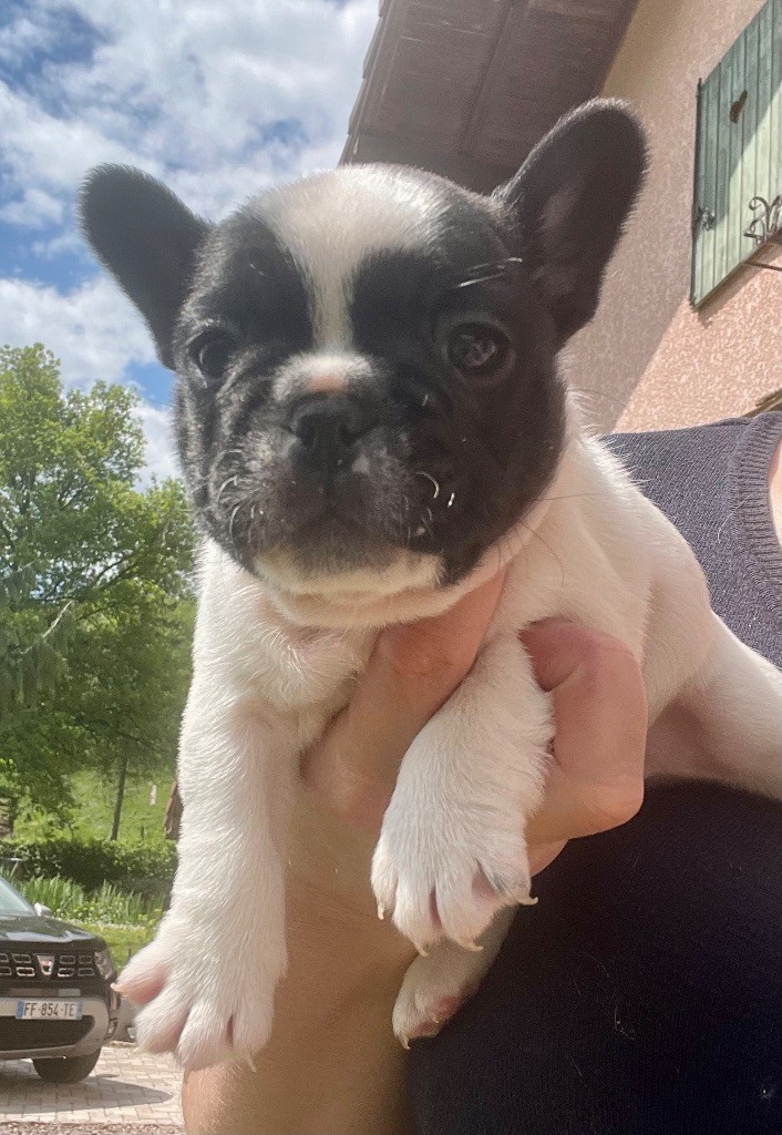 de Puilhery - Chiots disponibles - Bouledogue français